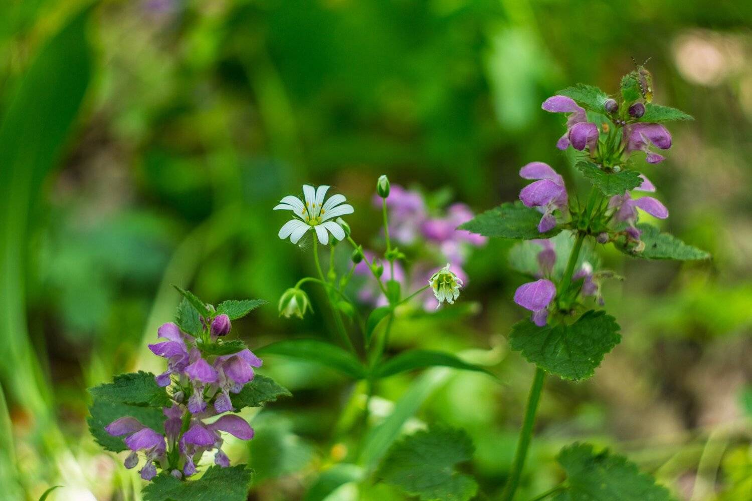 , Руслан Востриков