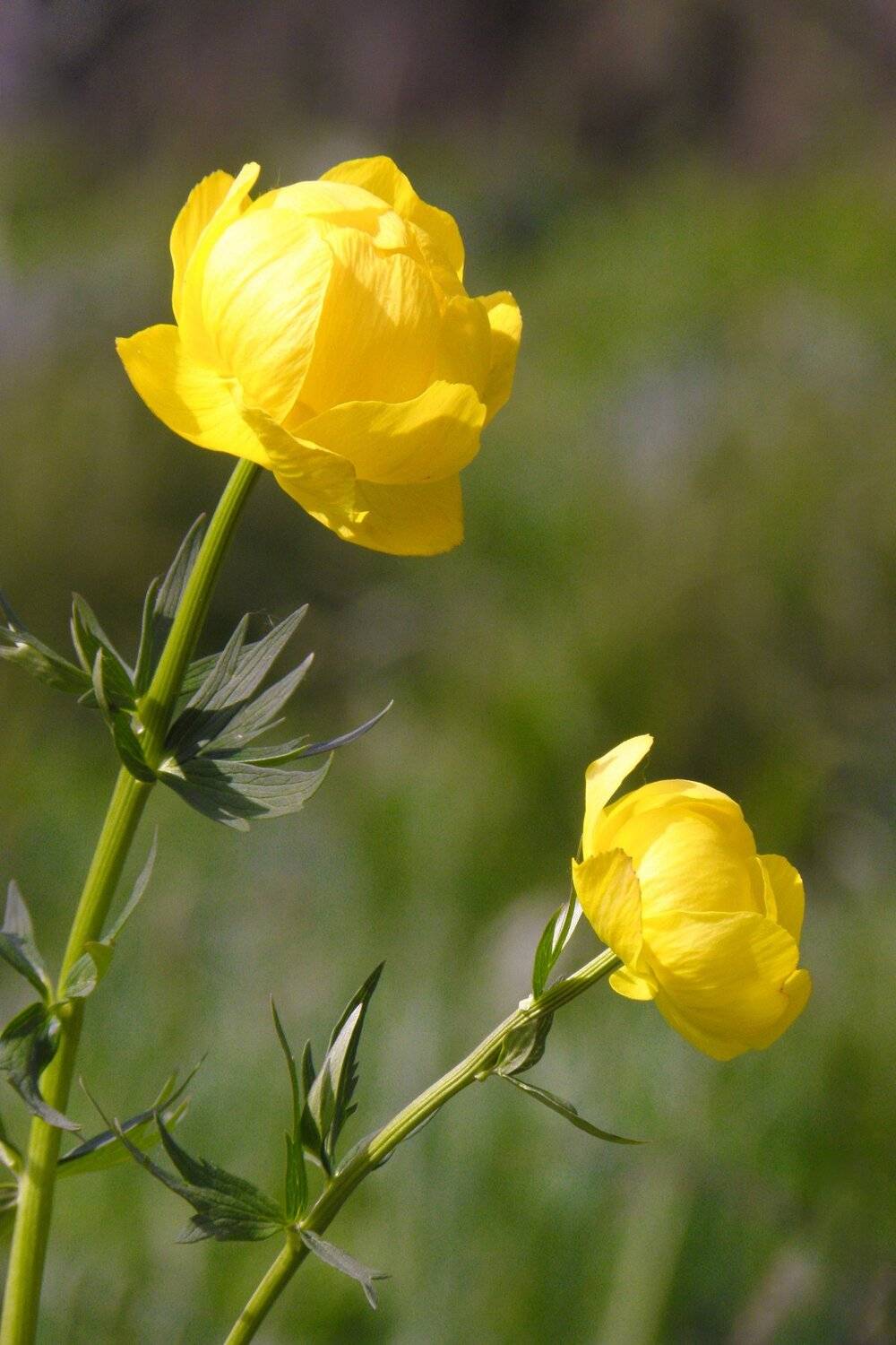 , Руслан Востриков