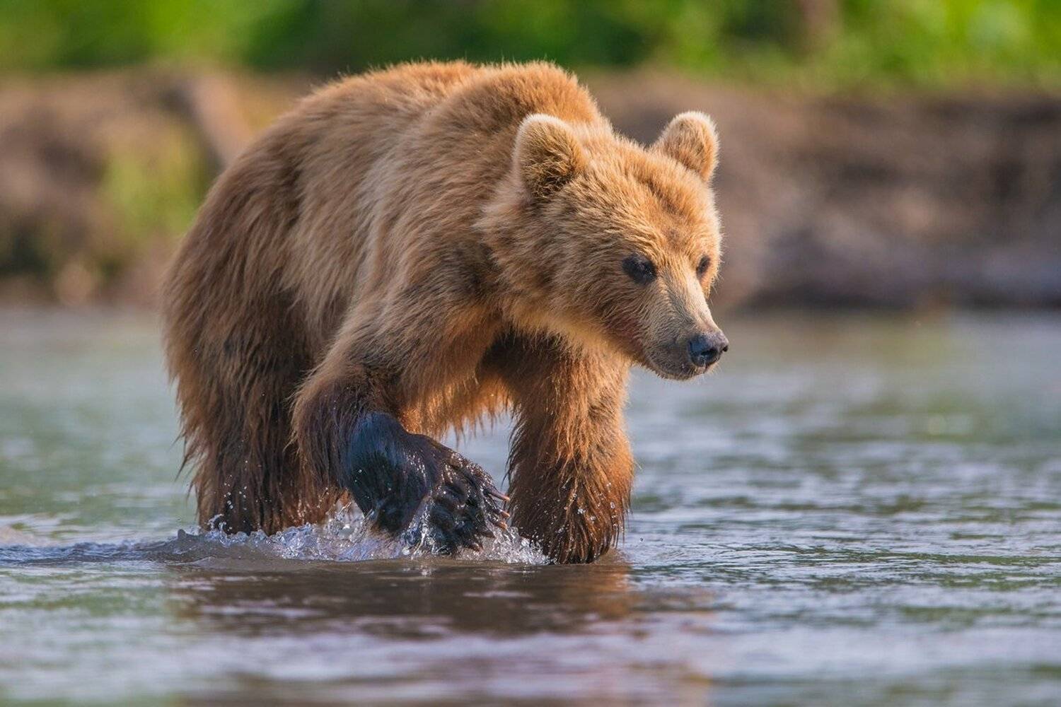 медведь, Александр Маркелов