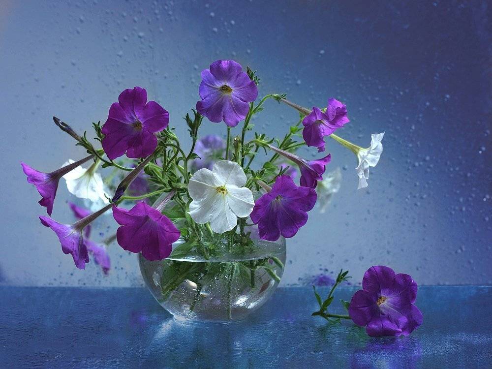 , Анжелика Королева