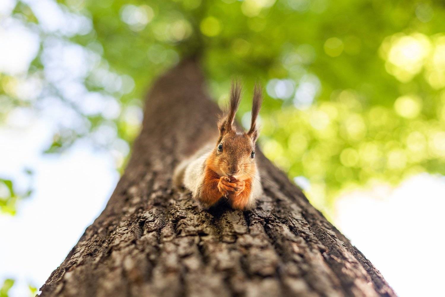 , Дара Пилюгина