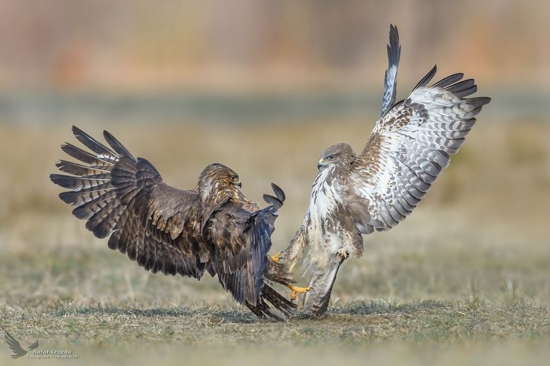 Myszołowy, Common Buzzard (Buteo buteo) ... фото превью