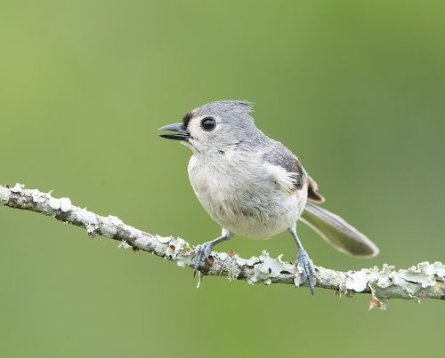 Острохохлая синица -Tufted Titmouse