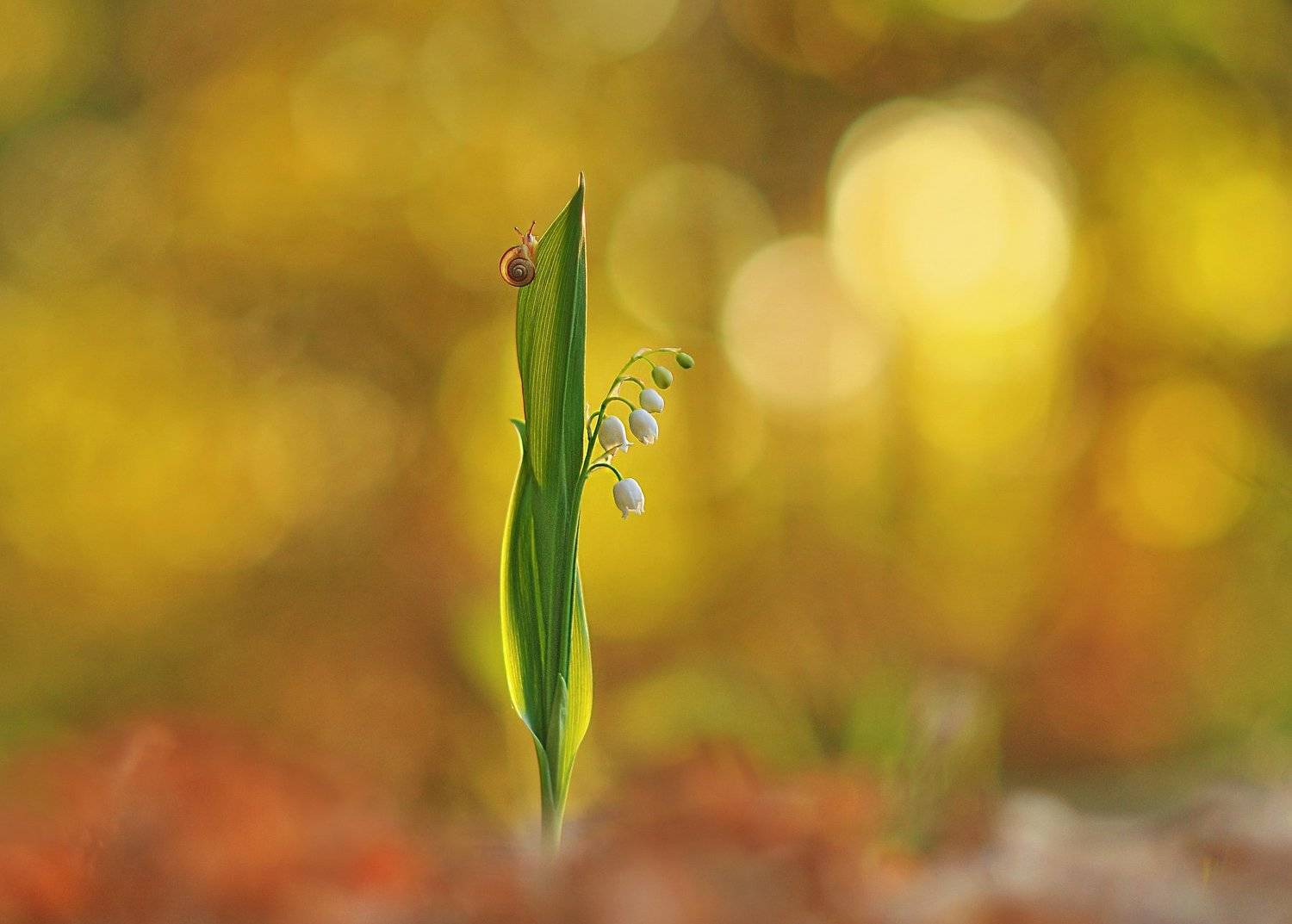 улитка, ландыши, природа, Александр Гвоздь