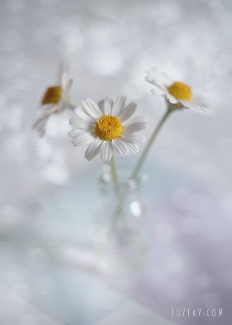 ромашки, белые ромашки, софт фокус, боке, весна во флаконе, пузырёк, Владимир Тузлай
