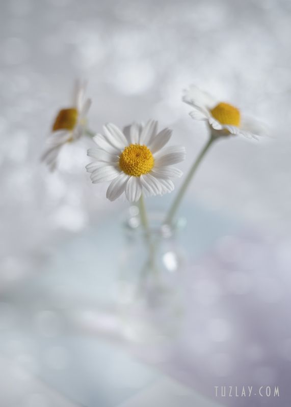 И снова три ромашки фото превью