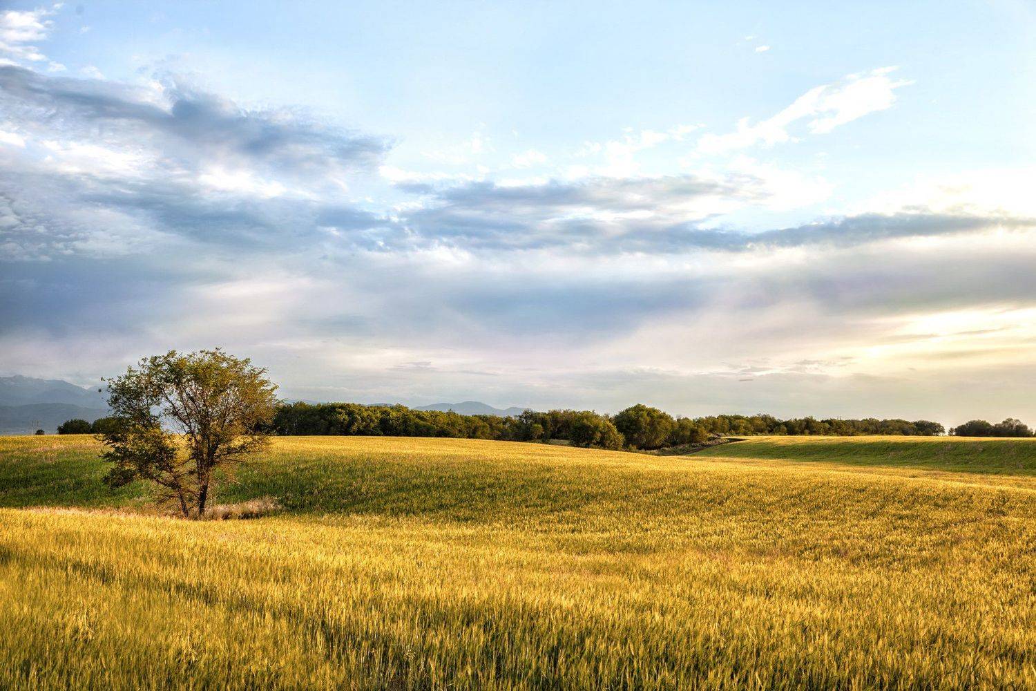 пейзаж, поле, пшеница, закат, облака, дерево, фотограф, алматы, фотограф алматы, landscape, sunset, the sun, wheat, tree, photographer, аlmaty, amazing, awesome, Вера Иванова