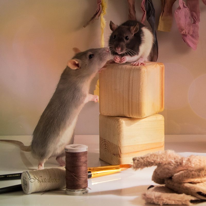 котенок крысенок натюрживчики натюркотики крысята творчество Кошки - Мышки. Лепим, шьём, творим ) фото превью