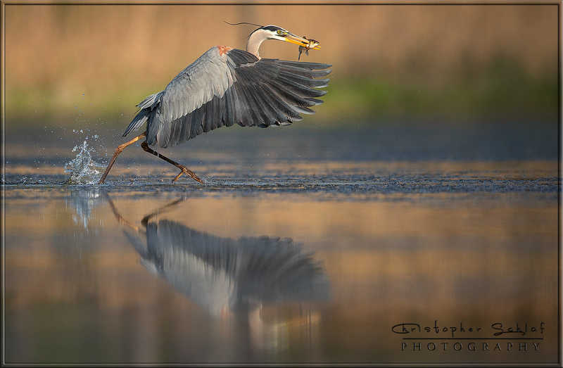 Great blue heron фото превью