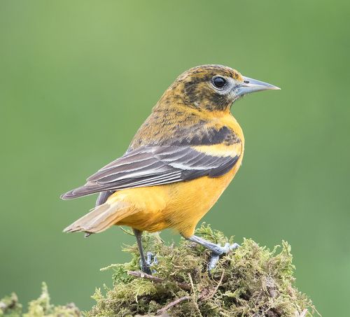 Самка. Балтиморская иволга  или балтиморский цветной трупиал  - Baltimore Oriole Female