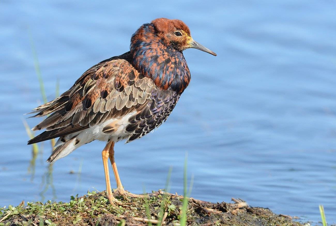 кулик,турухтан,брачный наряд,самец, Иван