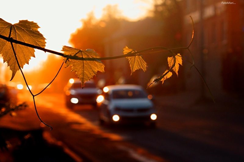 На закате. фото превью