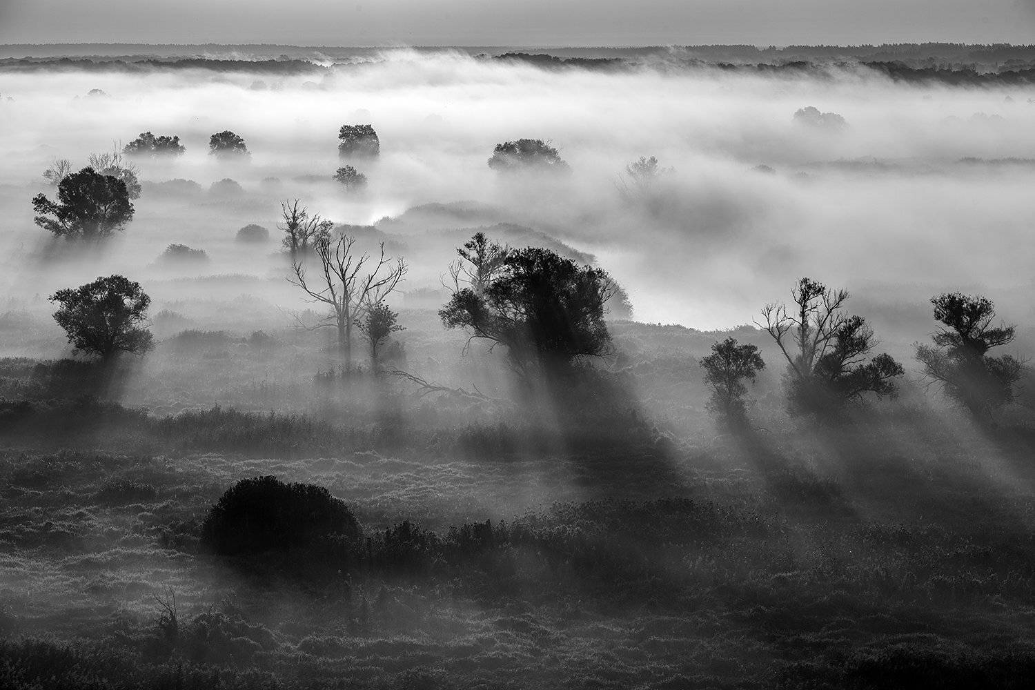 тени,свет,деревья,туман, Андрей Cоколов