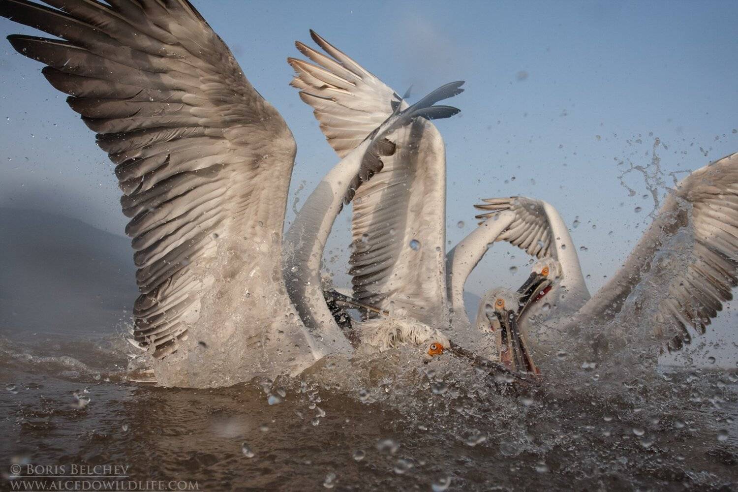 , Борис Белчев