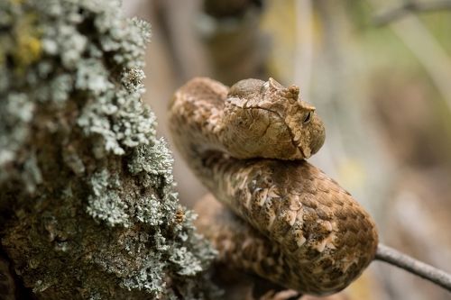 Носатая гадюка (Vipera ammodytes)