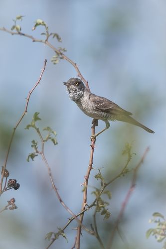 Ястребиная славка (Sylvia nisoria)