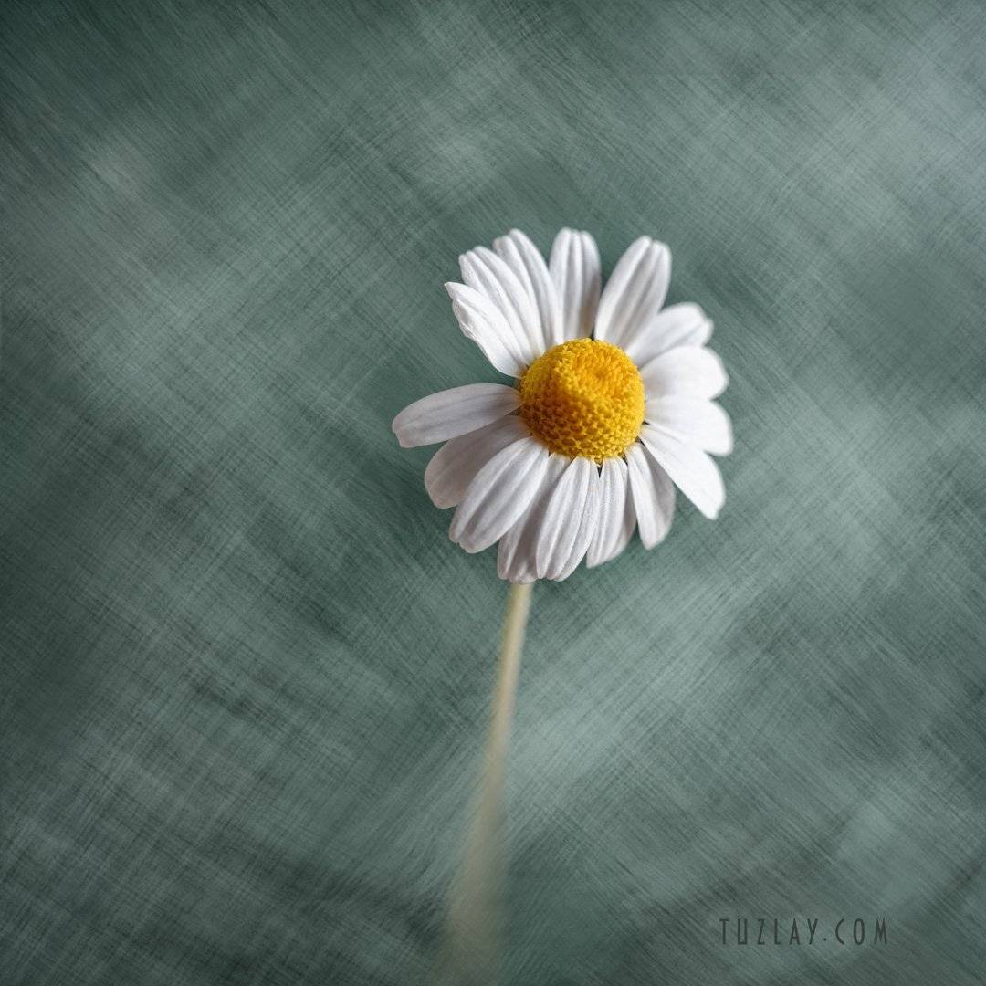 ромашка белая, холст, квадрат, Владимир Тузлай