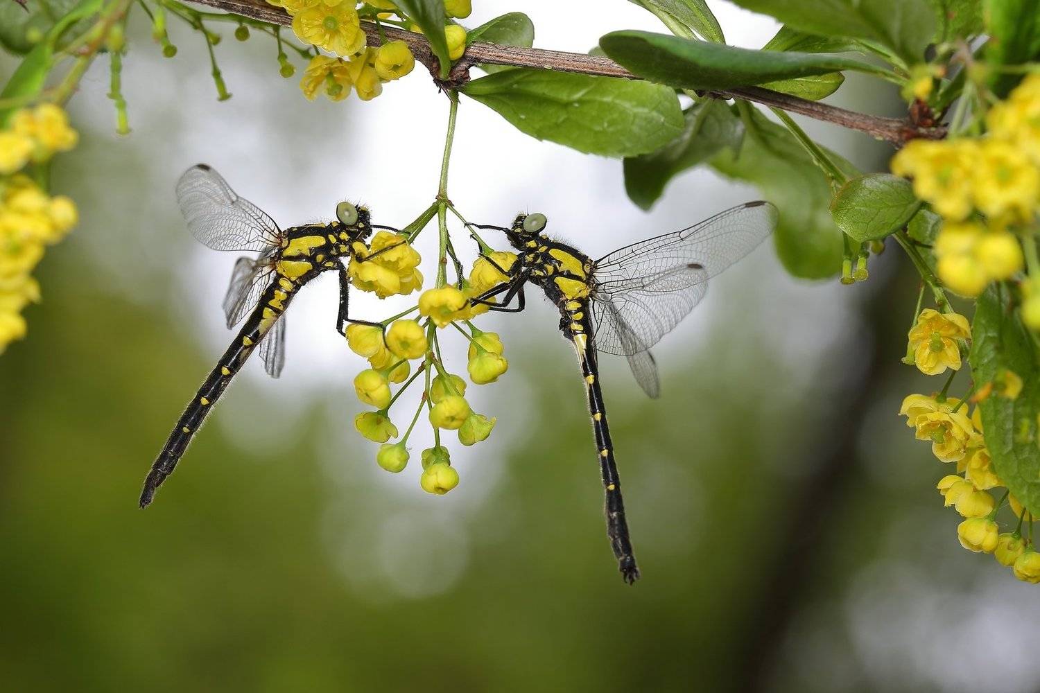 макросьемка, Иван Науменко