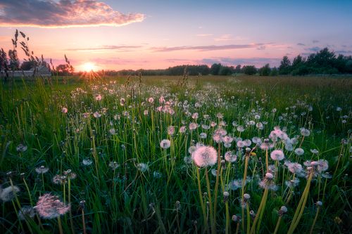 The lightness of being a dandelion...