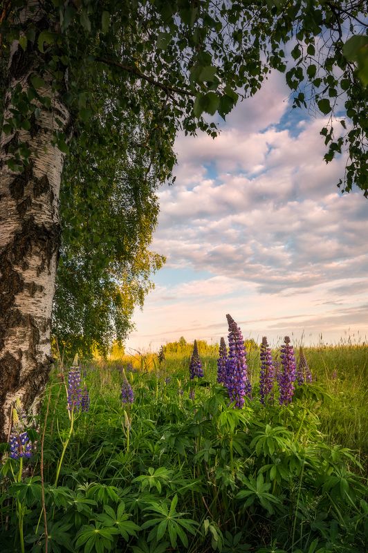 poland podlasie sky clouds woods flowers lupine sunset trees birch outdoor wildflower spring Mr Lupine... фото превью