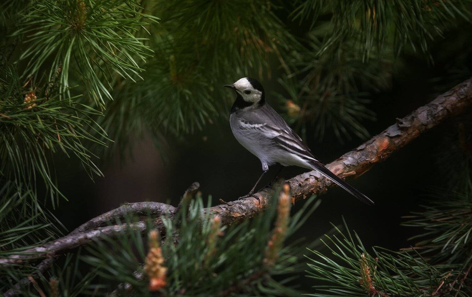 природа, лес, животные, птицы, Дмитрий Посевич