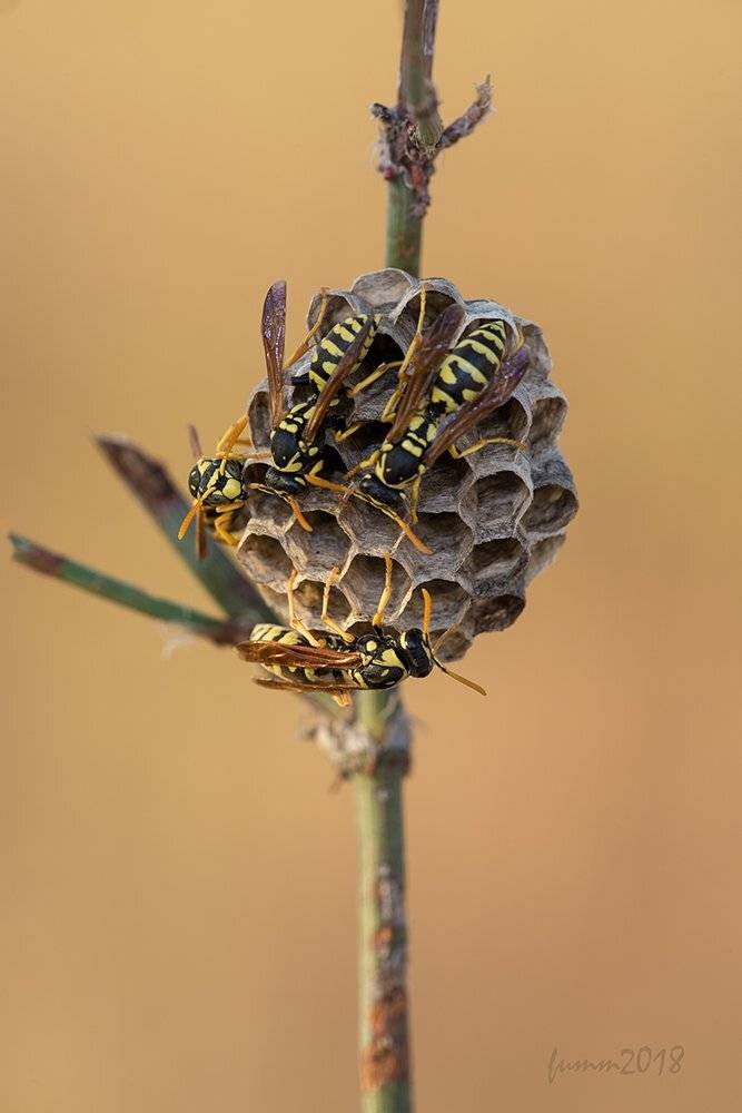 , Игорь ФУММ