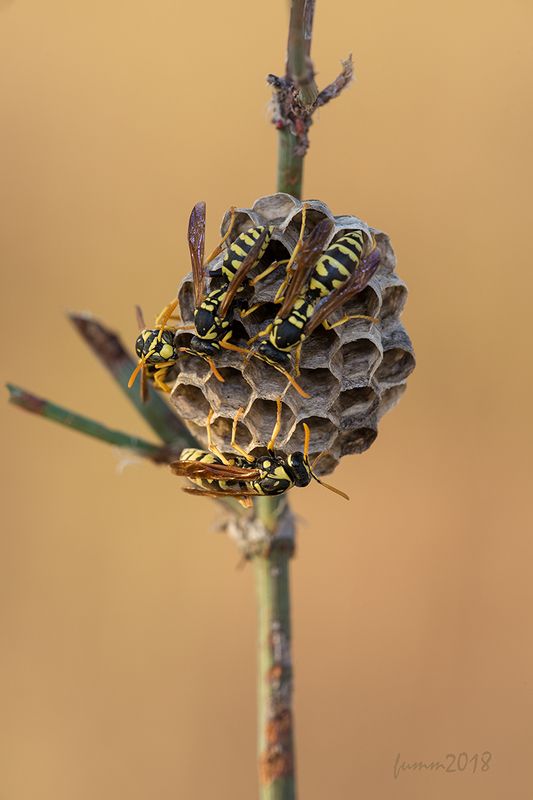 НАЧАЛО фото превью