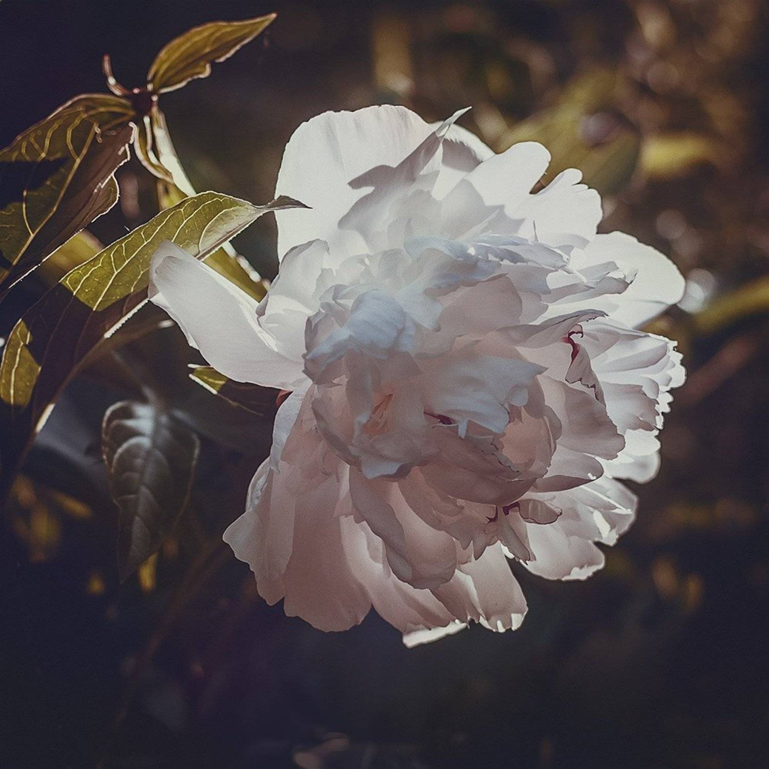 , Лана Тополева