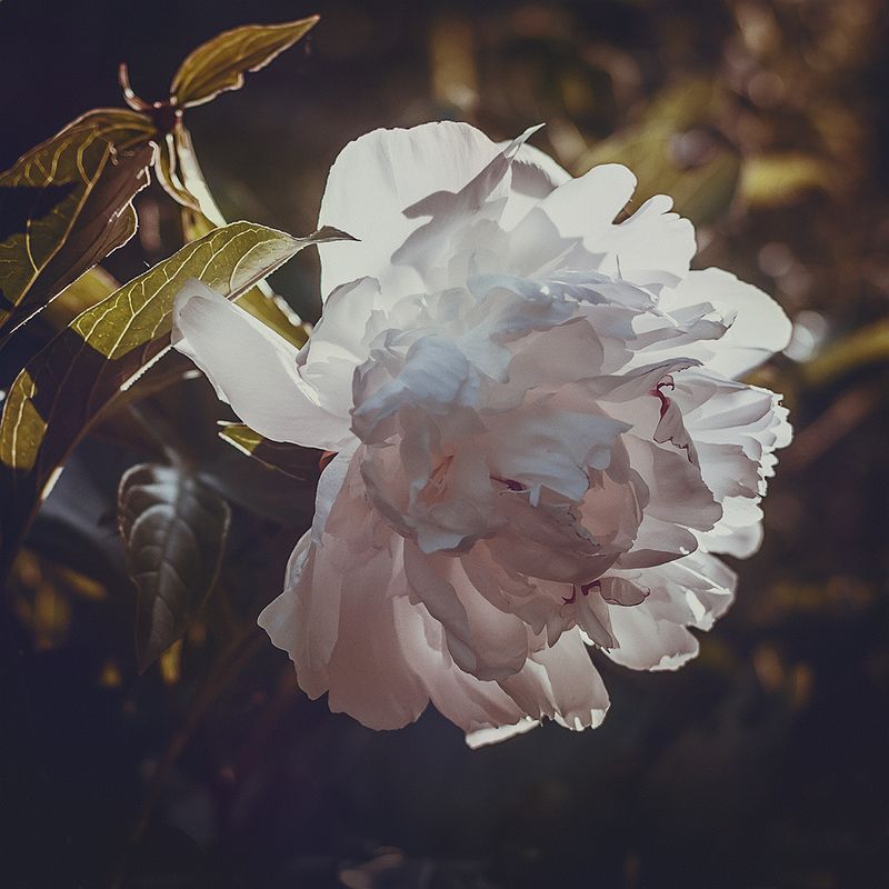 *** фото превью