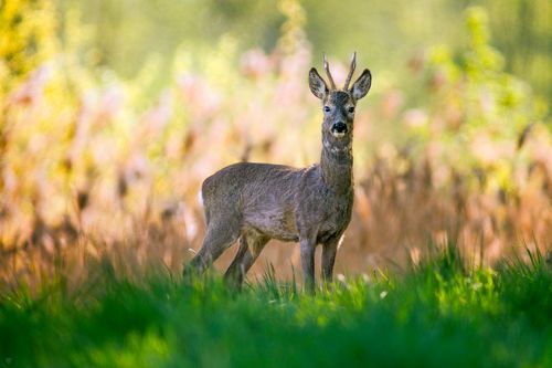 Roe deer buck