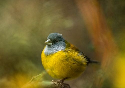 Phrygilus patagonicus. Torres del Paine National Park
