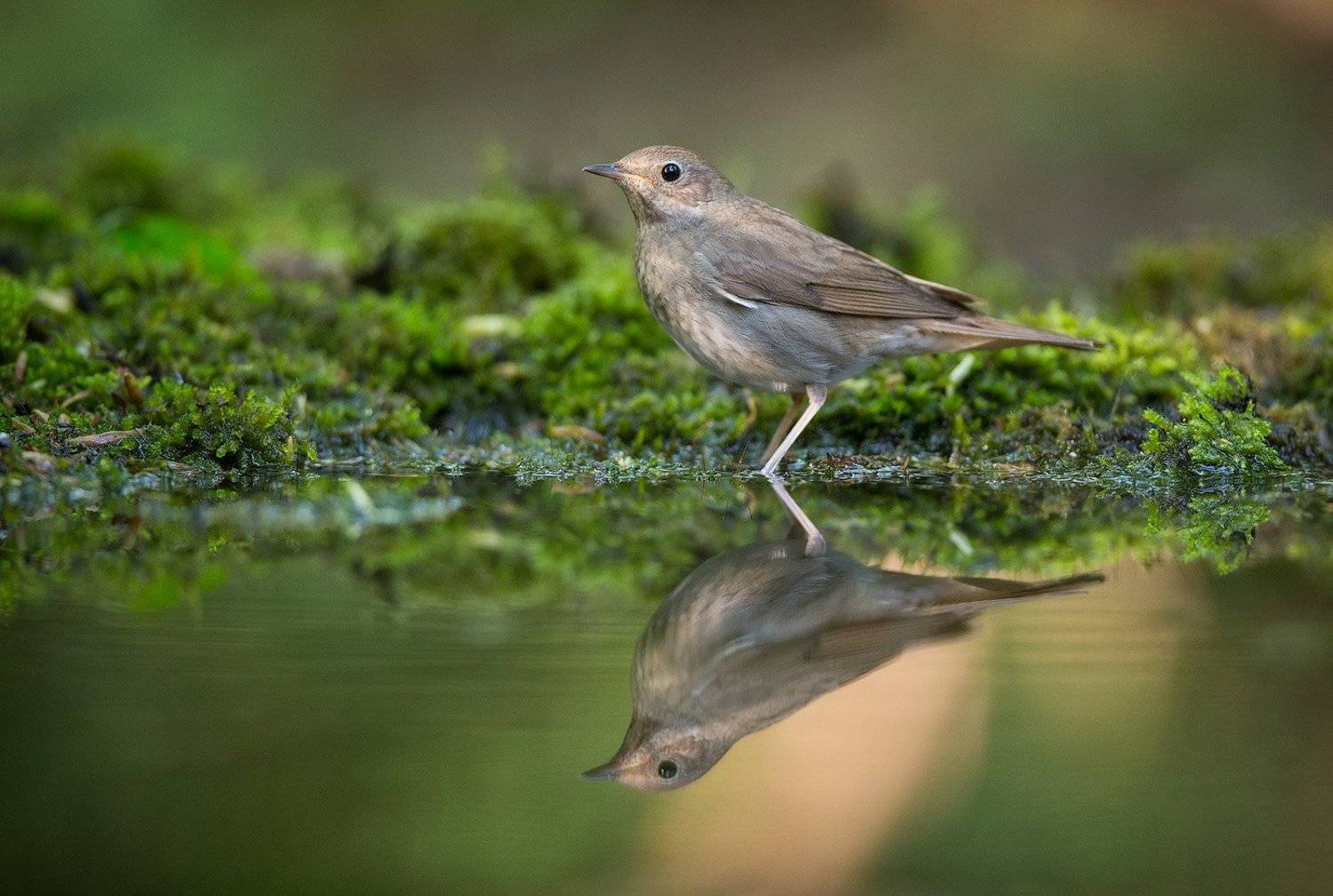 соловей, птицы, дикая природа, отражение, вода,nightingale, reflection, bird, wildlife, Голубев Дмитрий
