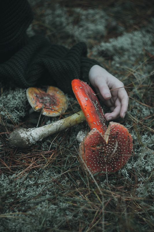 autumn( 2) фото превью