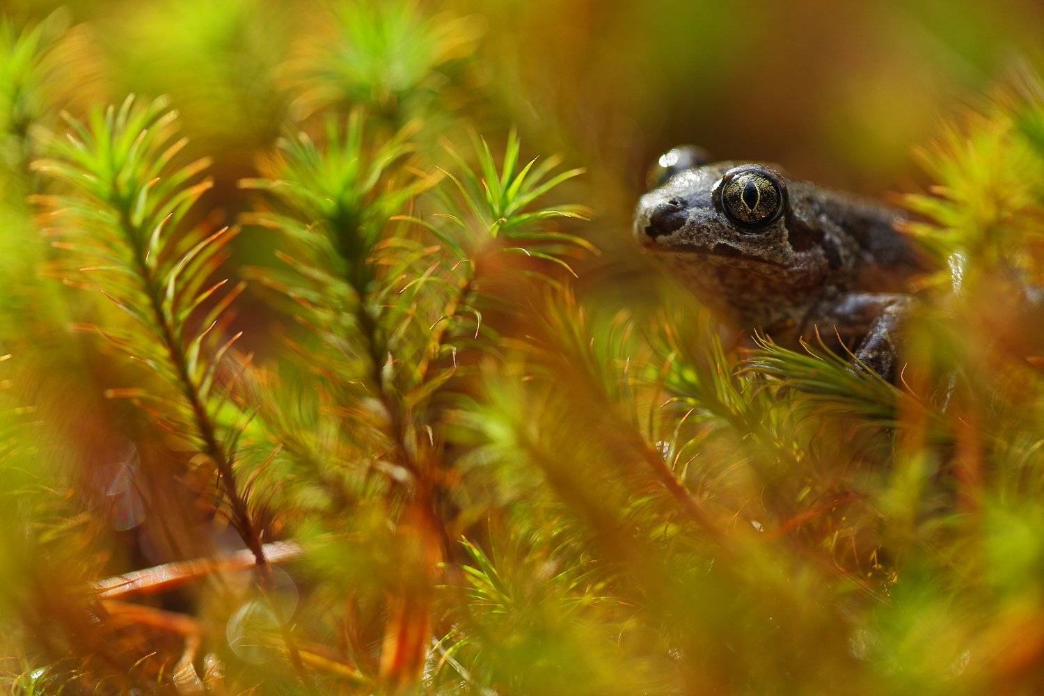 чесночница, травянка, pelobates, fuscus, мох, кукушкин лён, polytrichum, commune, самарский лес, Sergii Markov