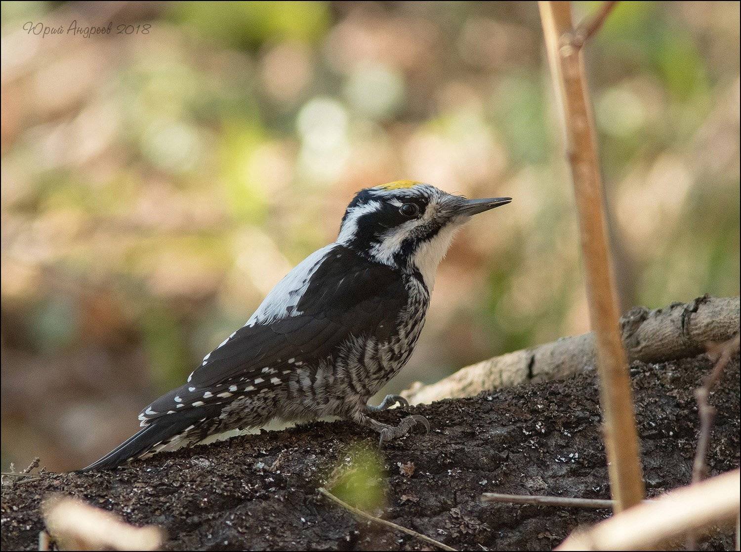 дятел, трёхпалый, picoides, tridactylus, Юрий Андреев
