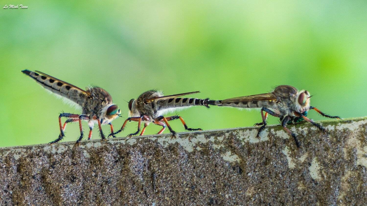 , L&ecirc; Minh Tuấn