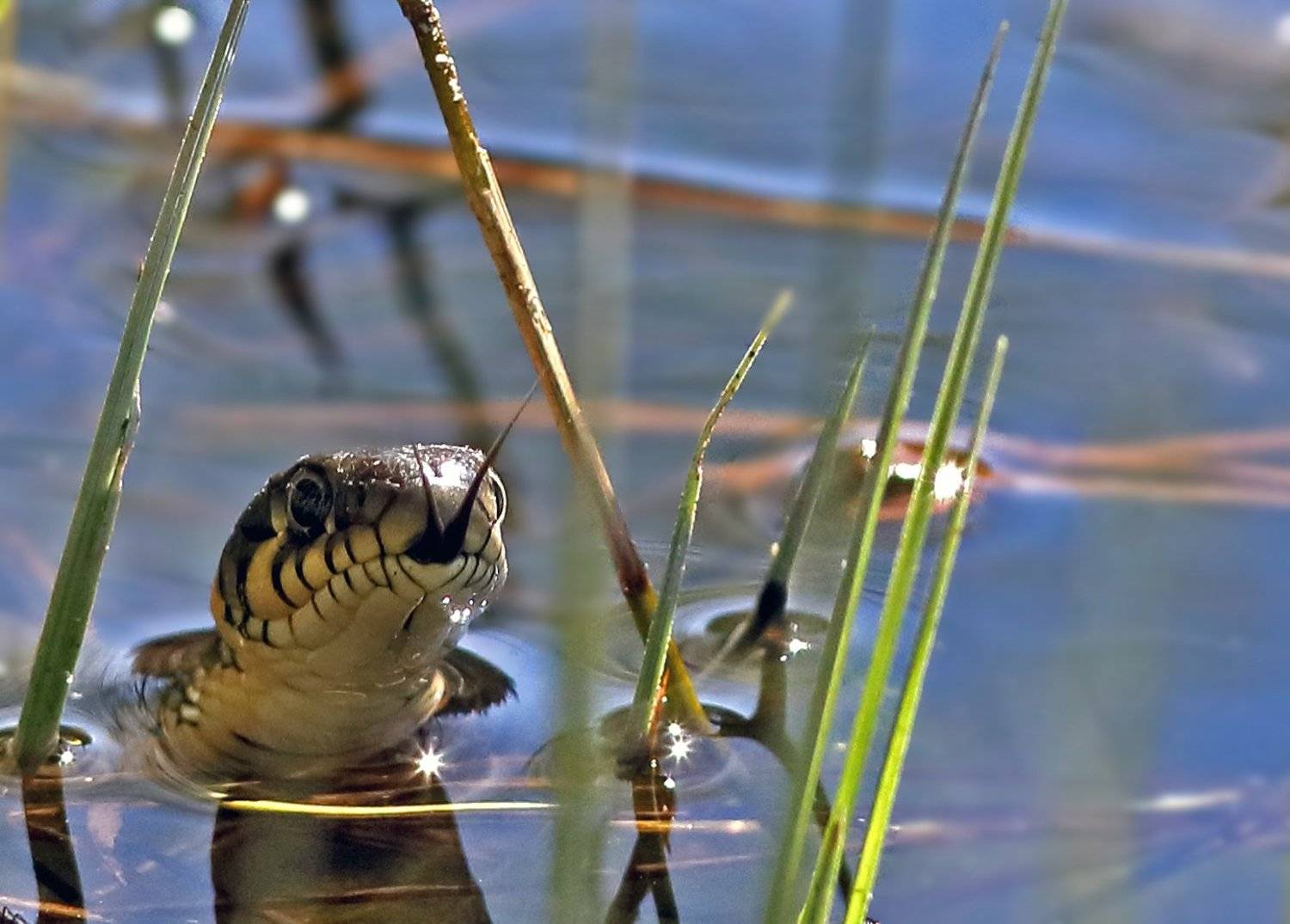 , Дмитрий Елисеев