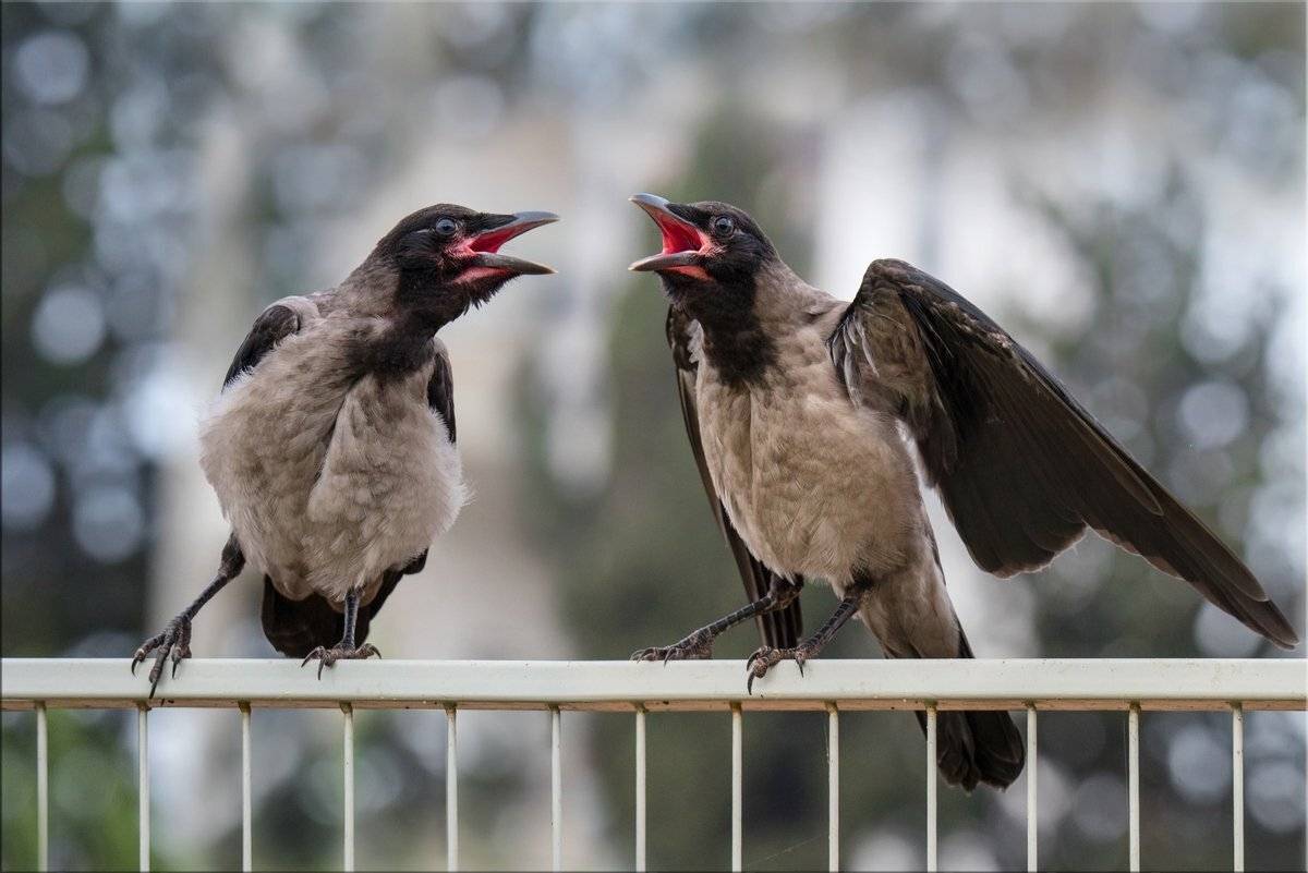 вороны, Людмила Бекман