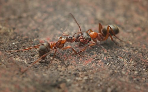 смертельный захват