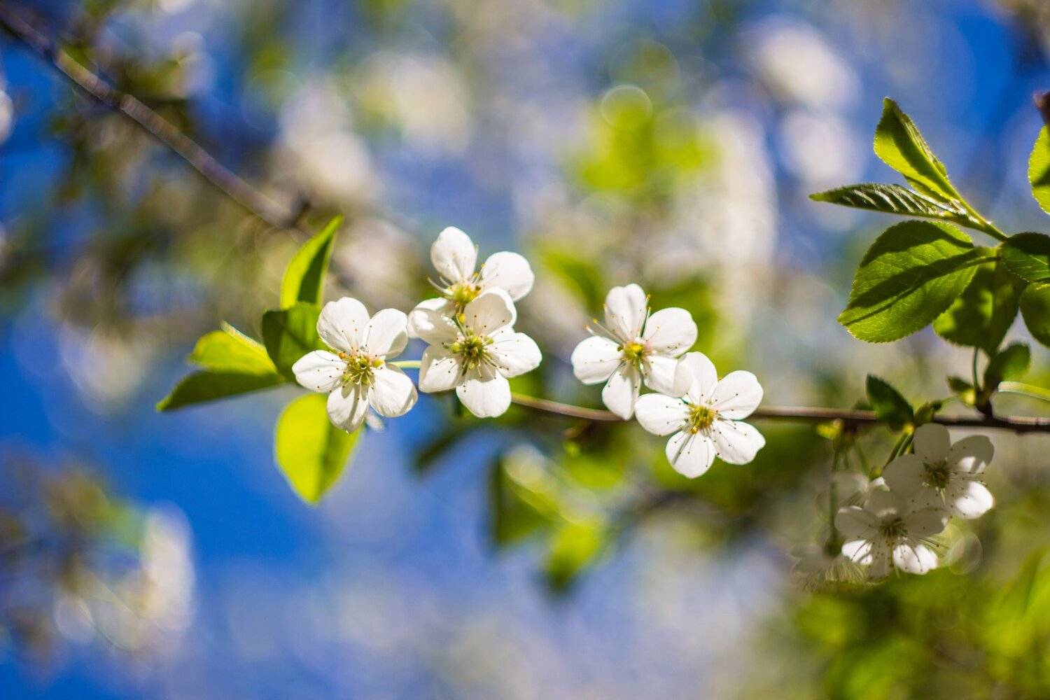 , Руслан Востриков