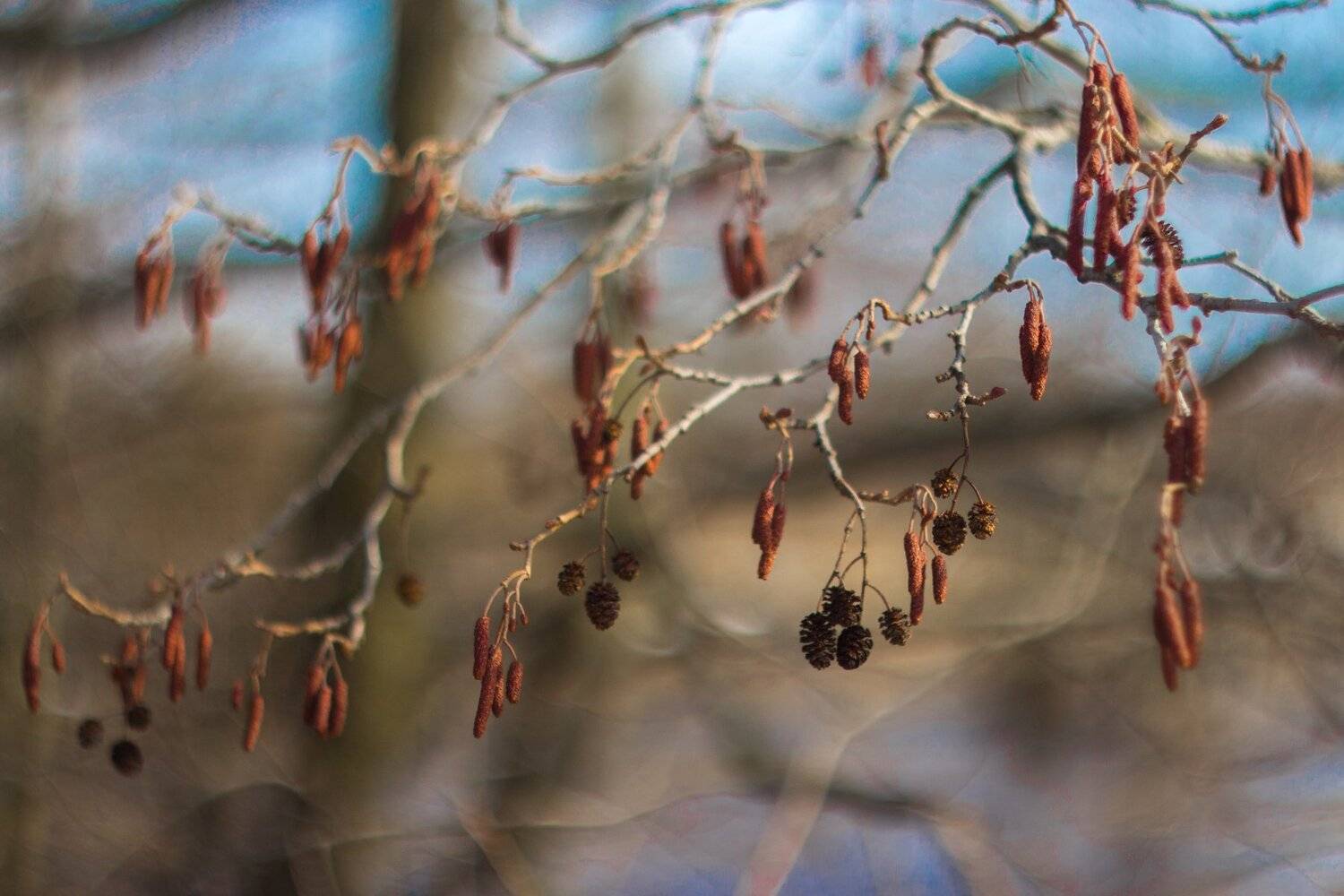 , Руслан Востриков