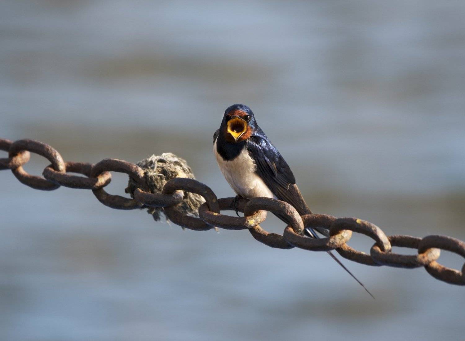 птица, ласточка, Александр Смолкин