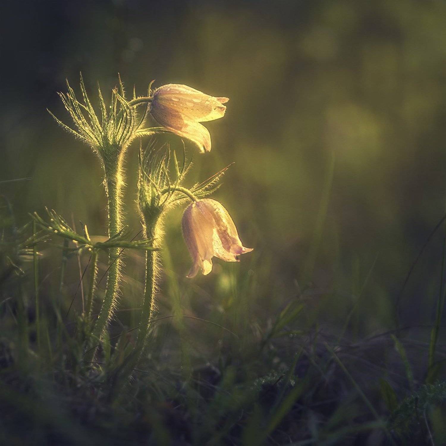 , Вадим Кононенко