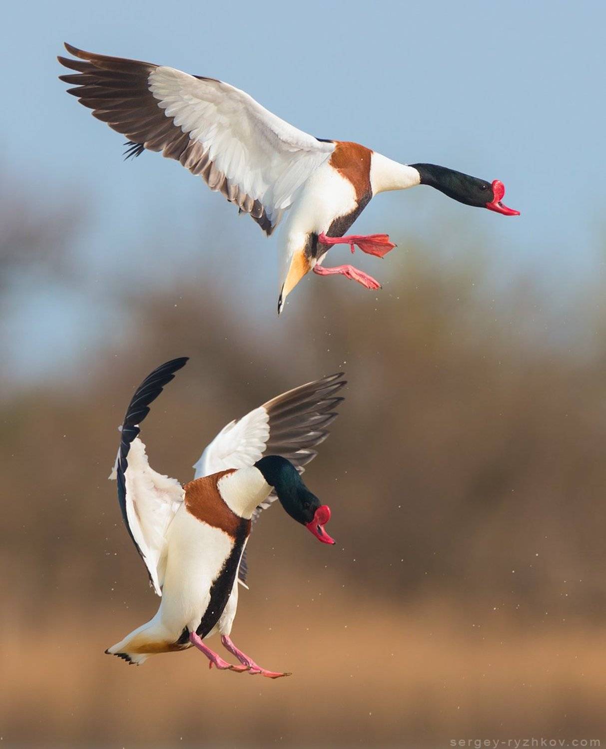 пеганка, утка, природа, дикая природа, птицы, животные, кинбурн, украина, nature, bird, animal, ukraine, shelduck, tadorna tadorna, Сергей Рыжков