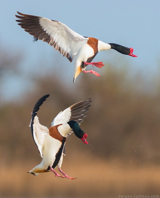 пеганка, утка, природа, дикая природа, птицы, животные, кинбурн, украина, nature, bird, animal, ukraine, shelduck, tadorna tadorna Воздушный танец фото превью