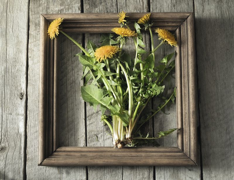 Портрет одуванчиков... фото превью