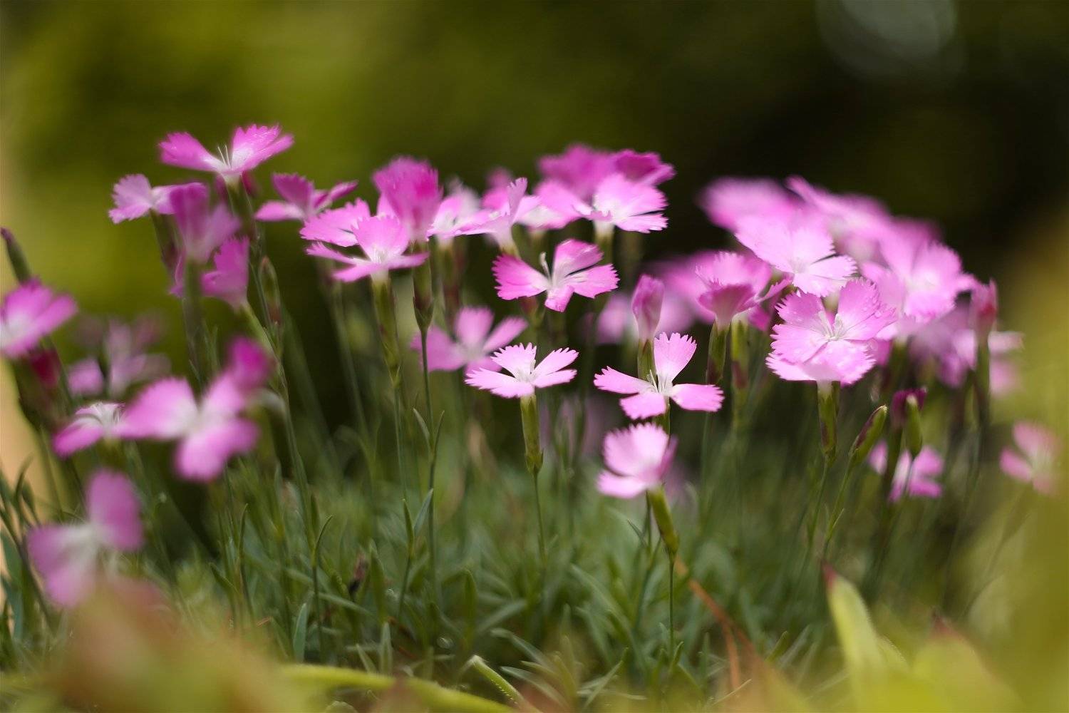, Эдуард Колобошников