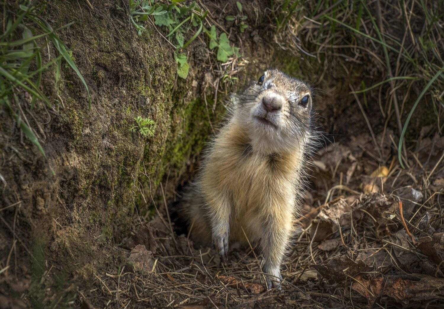 кажется, дождя, нет, Анатолич