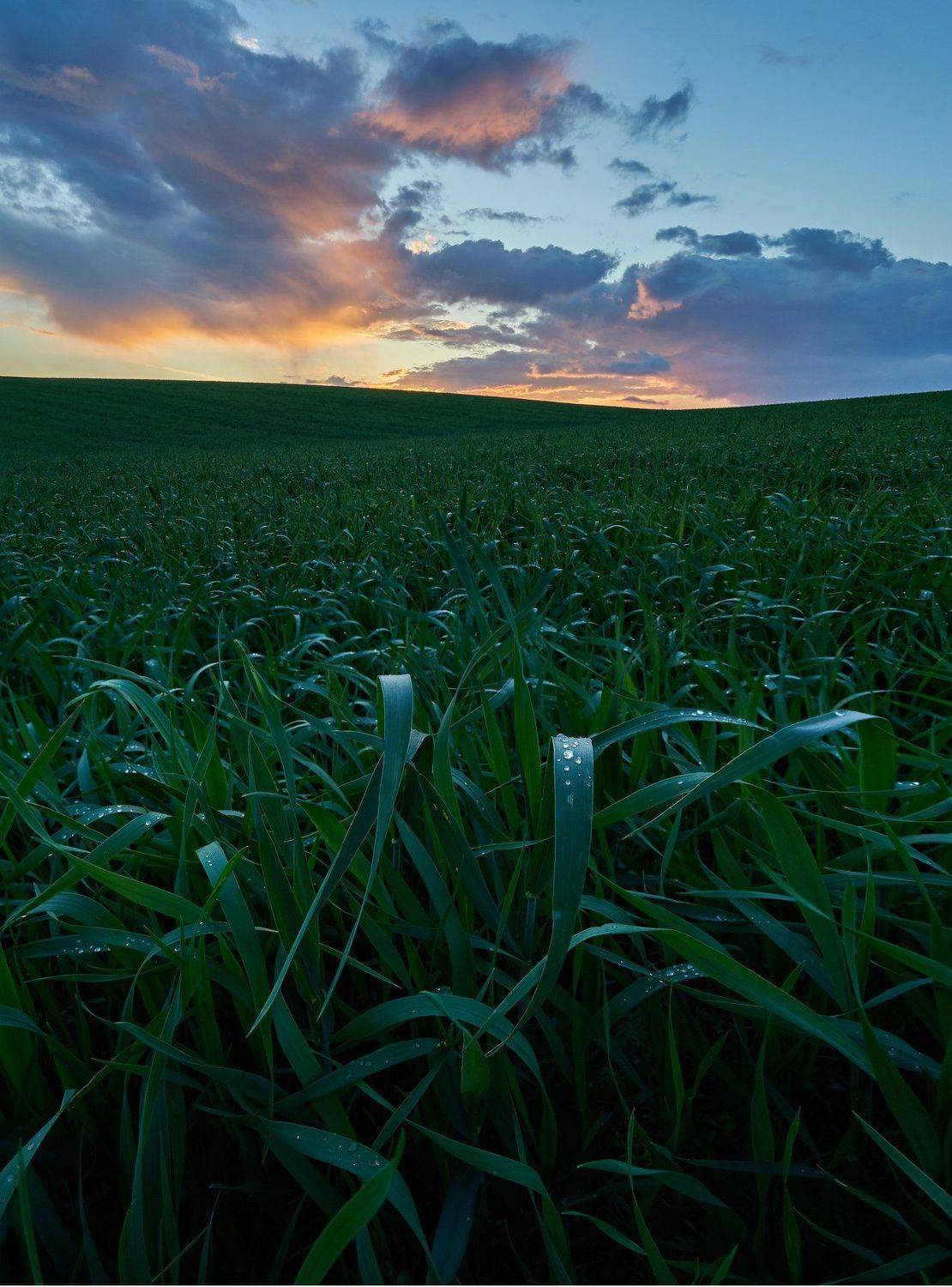 , Бурцев Дмитрий