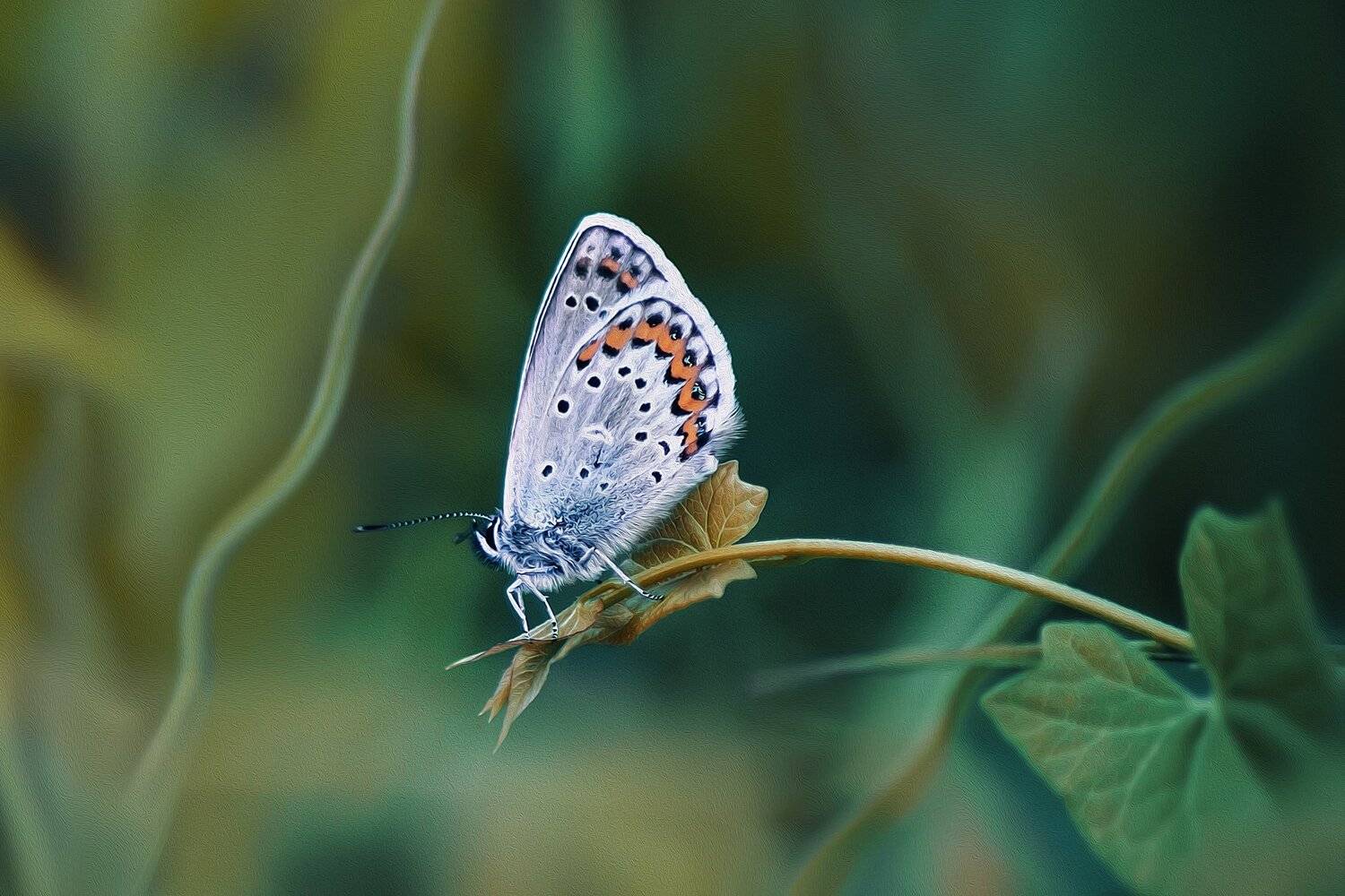 бабочка,ветка,цвет,красный,желтый,крылья, Юрий Котов